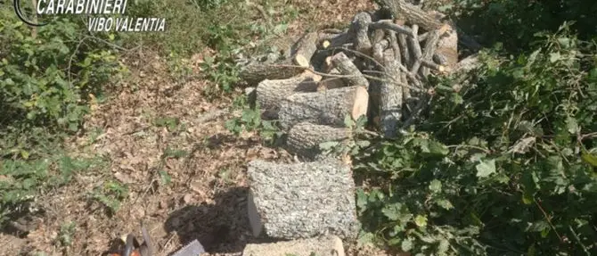 Tagliano legna abusivamente, due arresti nel Vibonese