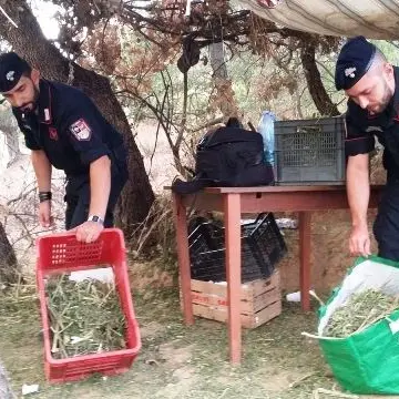 Lattarico, scoperta maxi piantagione di marijuana: arrestato 54enne