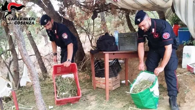 Lattarico, scoperta maxi piantagione di marijuana: arrestato 54enne