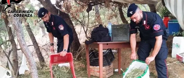 Lattarico, scoperta maxi piantagione di marijuana: arrestato 54enne