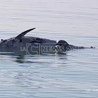 Catanzaro, cetaceo spiaggiato a Botricello