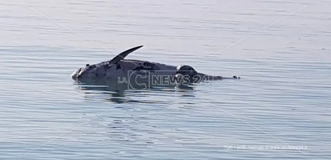 Catanzaro, cetaceo spiaggiato a Botricello