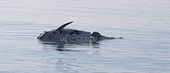 Catanzaro, cetaceo spiaggiato a Botricello