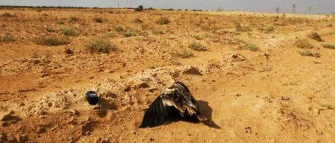 Avvelenata Bianca, l’avvoltoio partito dall’Italia per svernare. Il Cerm:«A rischio futuro della specie»