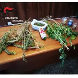 Piantagione di marijuana recintata, un arresto a Gerocarne