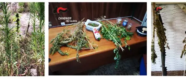 Piantagione di marijuana recintata, un arresto a Gerocarne
