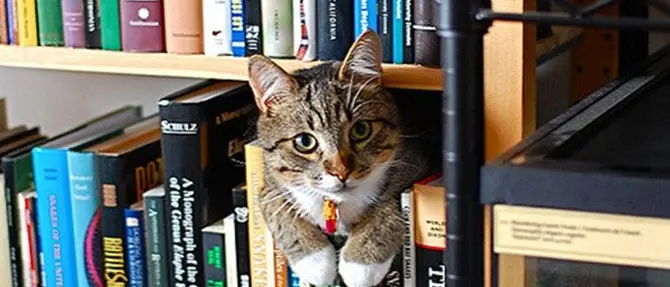 #ioleggoperche, aprire le biblioteche ai giovani e avvicinarli alla lettura