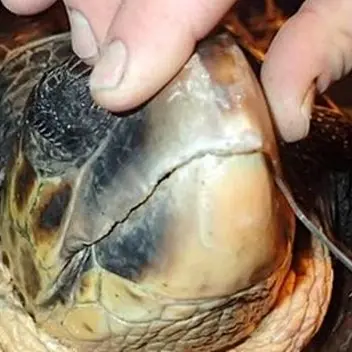 Tartaruga soffocata da un amo salvata grazie a una segnalazione