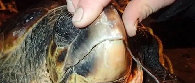 Tartaruga soffocata da un amo salvata grazie a una segnalazione