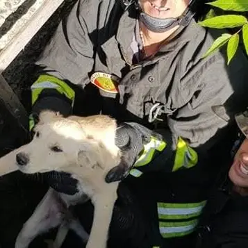Cucciolo precipita in un canale di scolo, salvato dai vigili del fuoco