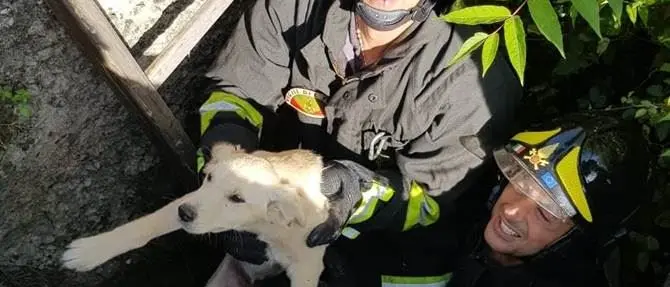Cucciolo precipita in un canale di scolo, salvato dai vigili del fuoco