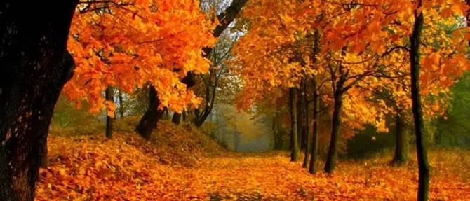 Pazzi per il foliage? Ecco dove vivere l’autunno a colori in Calabria