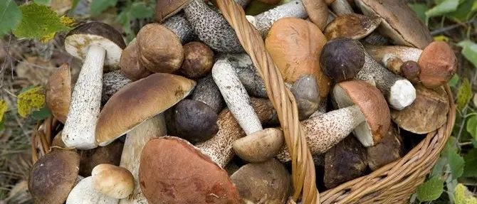 Partita la stagione dei funghi, ecco dove trovarli in Calabria