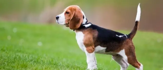 Tumore alla prostata, il cane Hoover è il primo paziente curato con la nanomedicina