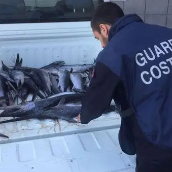 Estate 2018, salvate 95 persone e sequestrati oltre 11 tonnellate di pesce
