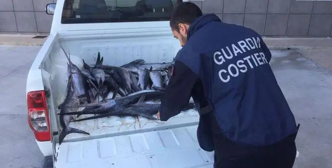 Estate 2018, salvate 95 persone e sequestrati oltre 11 tonnellate di pesce