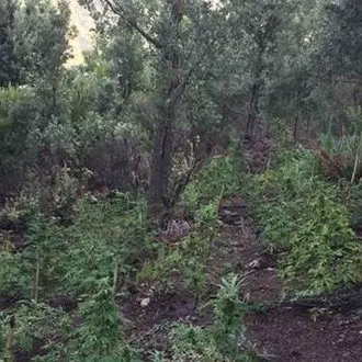 Piantagione di canapa indiana sequestrata a Careri