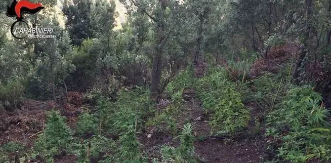 Piantagione di canapa indiana sequestrata a Careri