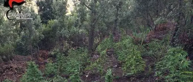 Piantagione di canapa indiana sequestrata a Careri