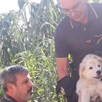 Cucciolo di cane finisce tra i rovi a Sellia Marina, salvato dai vigili del fuoco