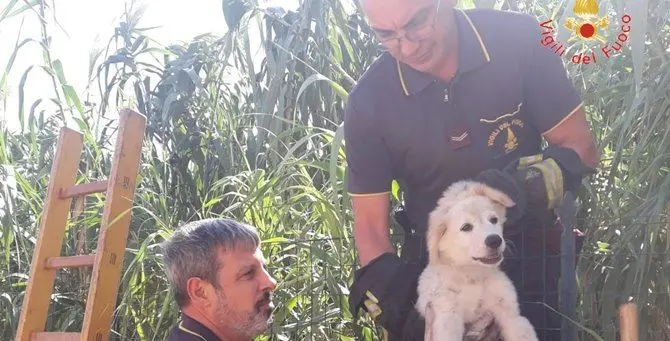 Cucciolo di cane finisce tra i rovi a Sellia Marina, salvato dai vigili del fuoco