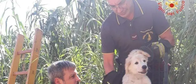 Cucciolo di cane finisce tra i rovi a Sellia Marina, salvato dai vigili del fuoco