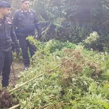 Sorpresi a curare una piantagione di marijuana, due arresti