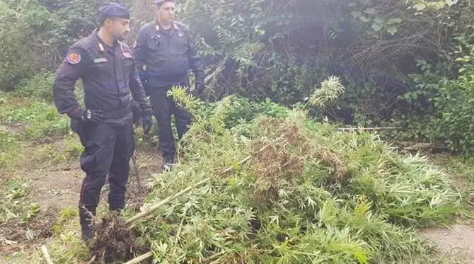 Sorpresi a curare una piantagione di marijuana, due arresti