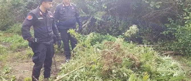 Sorpresi a curare una piantagione di marijuana, due arresti