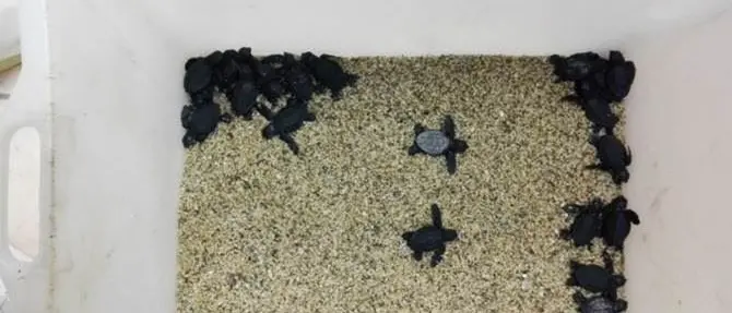 Tartarughe appena nate perdono l’orientamento, salvate