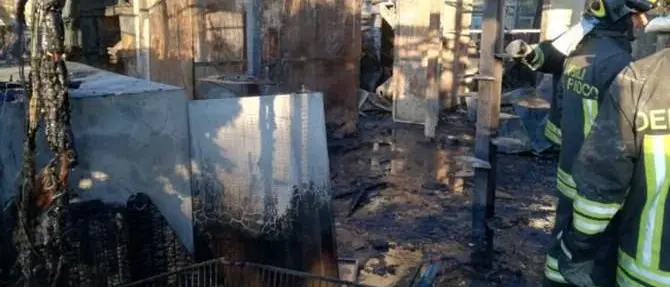 Strage di gatti a Rho, un incendio ne uccide ottanta