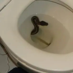 Dal water spunta un serpente, panico a Serra San Bruno