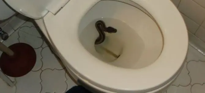 Dal water spunta un serpente, panico a Serra San Bruno