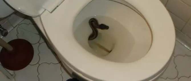 Dal water spunta un serpente, panico a Serra San Bruno