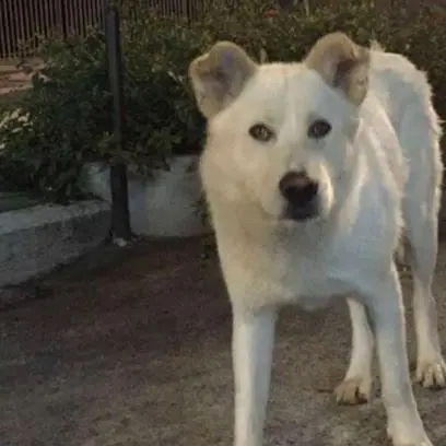Cane torturato e ucciso, la storia di Angelo diventa un film