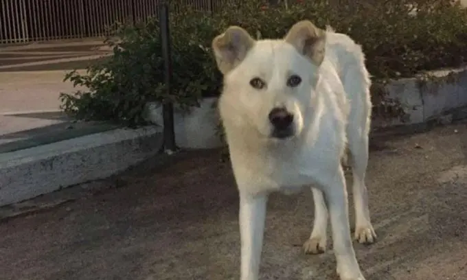 Cane torturato e ucciso, la storia di Angelo diventa un film