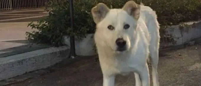 Cane torturato e ucciso, la storia di Angelo diventa un film