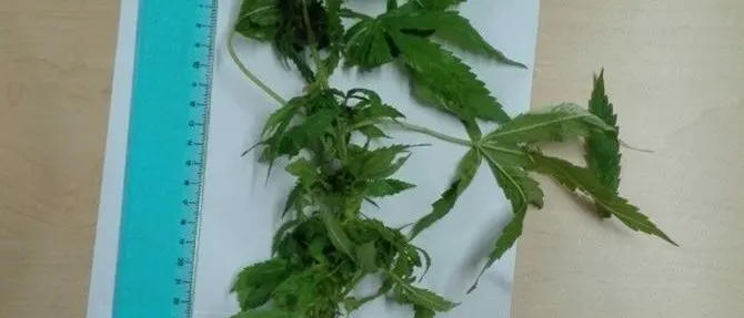 Coltivava marijuana in casa, deferito giovane di Mongiana