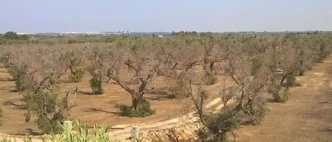 Coldiretti chiede lo stato di calamità: «-40% di olio per il 2018-2019»