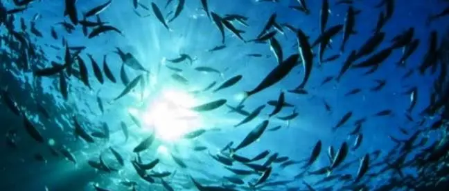 Pesca e turismo, 10 aziende calabresi a Mazara del Vallo