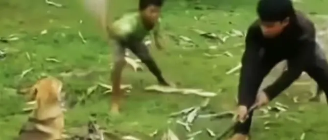 Il cane viene stritolato dal boa, salvato dai bambini