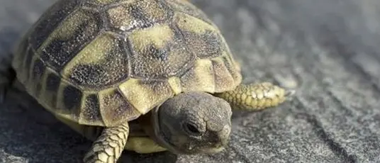 Aveva una tartaruga nella vagina, turista viva per miracolo