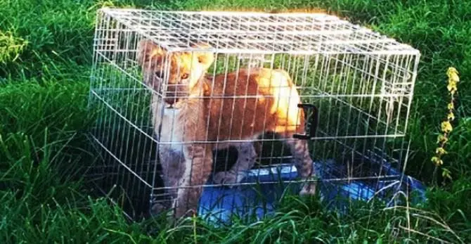 Abbandonano un cucciolo di leone nel parco, indagini