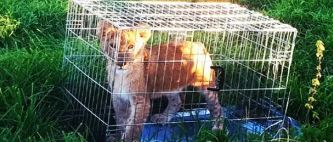 Abbandonano un cucciolo di leone nel parco, indagini