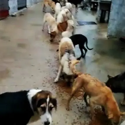 Canile allagato per il maltempo a Cirò, 250 cani cercano casa