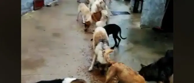Canile allagato per il maltempo a Cirò, 250 cani cercano casa