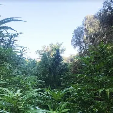 Taurianova, scoperta una piantagione di marijuana in un giardino