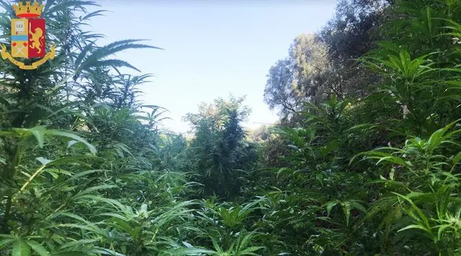 Taurianova, scoperta una piantagione di marijuana in un giardino