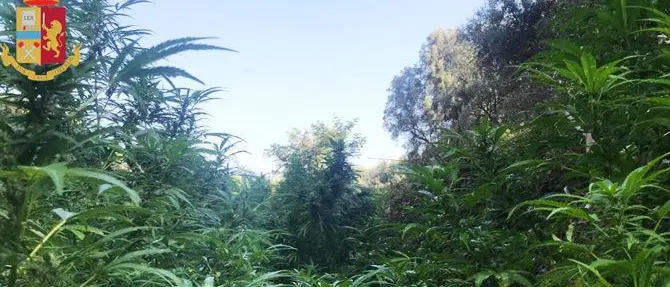 Taurianova, scoperta una piantagione di marijuana in un giardino
