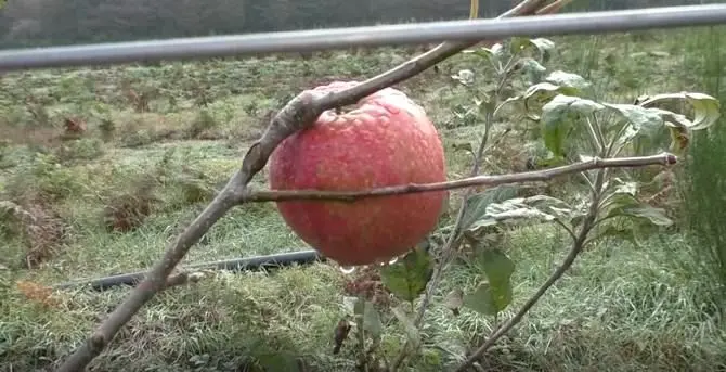 Il coraggio di Nino Cento e la battaglia contro i clan per far germogliare i frutti migliori